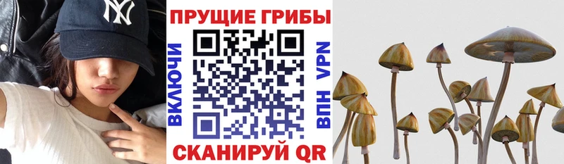 OMG ТОР  Дагестанские Огни  Псилоцибиновые грибы Magic Shrooms 